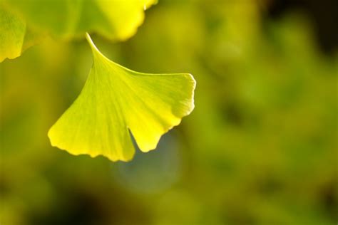 銀杏|Ginkgo biloba